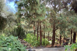 Privado Caldera de Bandama, Jardín Botánico(/Vino*), Casco Antiguo