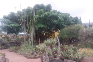 Privado Caldera de Bandama, Jardín Botánico(/Vino*), Casco Antiguo