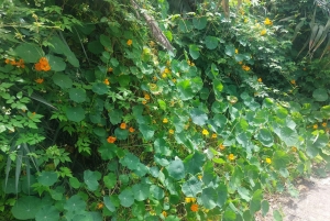 Private Bandama Caldera, Botanic Garden(/Wine*), Old Town