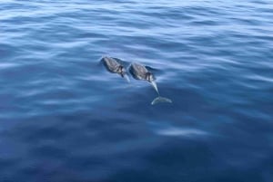 Puerto Rico : 2 hour Dolphin Catamaran Excursion