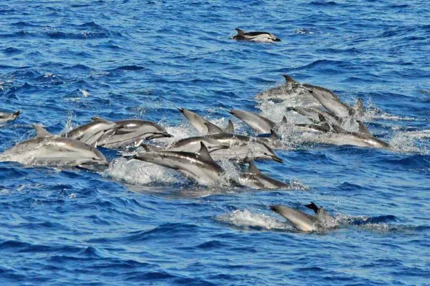 Puerto Rico de Gran Canaria: Excursión Premium en Catamarán con Delfines