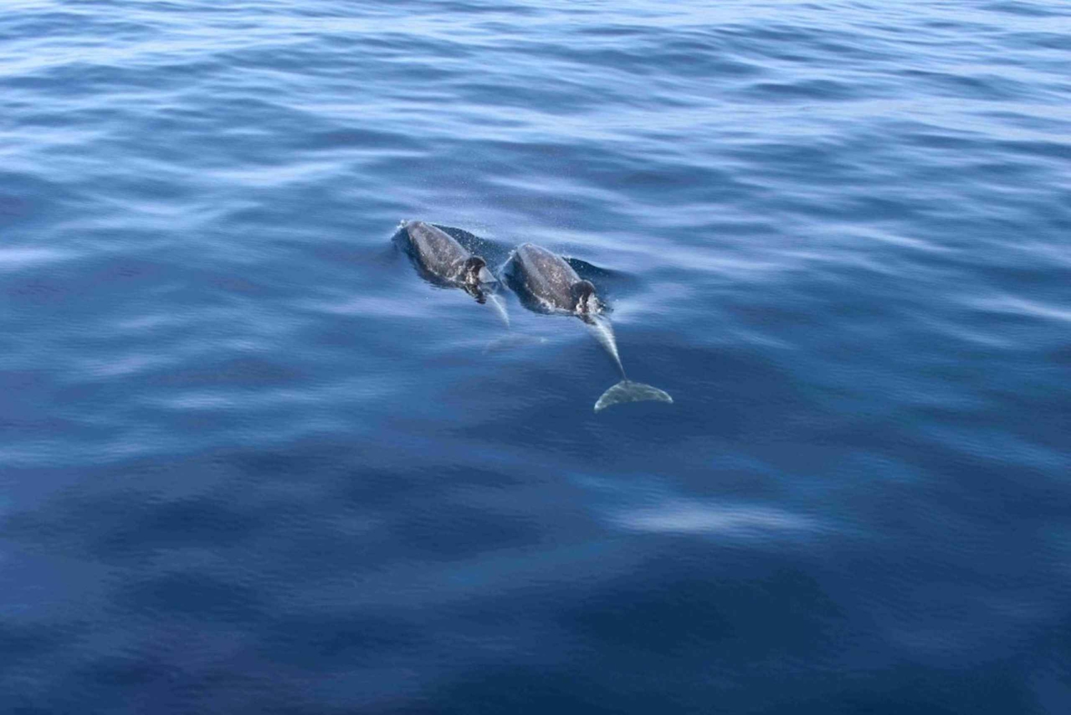 Puerto Rico de Gran Canaria: Excursión Premium en Catamarán con Delfines