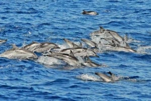 Puerto Rico de Gran Canaria: Excursión Premium en Catamarán con Delfines