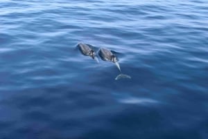 Puerto Rico de Gran Canaria: Excursión Premium en Catamarán con Delfines