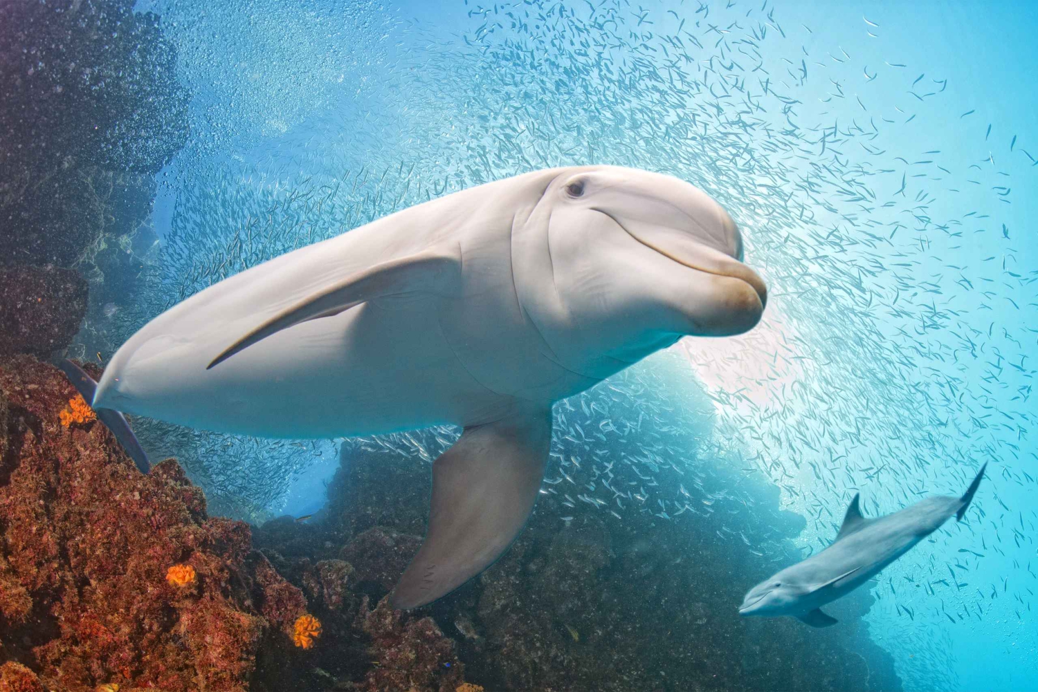 South Gran Canaria: Luxury Small-Group Yacht Cruise