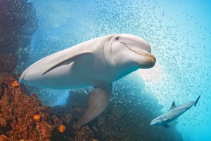 South Gran Canaria: Luxury Small-Group Yacht Cruise