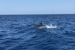 South Gran Canaria: Luxury Small-Group Yacht Cruise