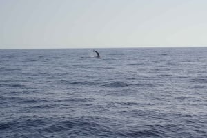 Sunset Dolphin Watching Tour on Hybrid Boat in Small Group