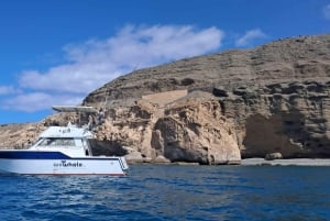 Sunset Dolphin Watching Tour on Hybrid Boat in Small Group