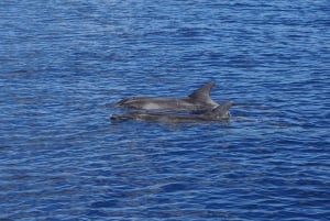 Sunset Dolphin Watching Tour on Hybrid Boat in Small Group