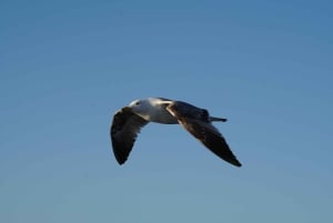 Sunset Dolphin Watching Tour on Hybrid Boat in Small Group