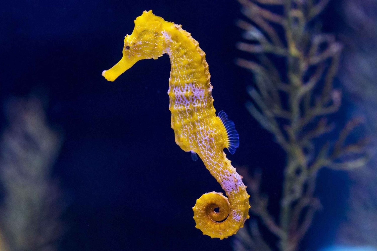 Tenerife: Gran Canaria Full-Day Guided Tour with Aquarium
