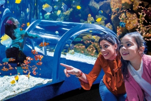 Tenerife: Gran Canaria Tour de día completo guiado con Acuario