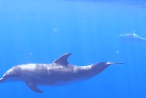 Tenerife: Safari en kayak con snorkel y aperitivos