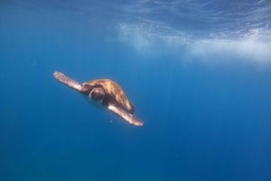 Tenerife: Safari en kayak con snorkel y aperitivos