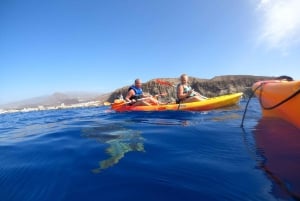Tenerife: Safari en kayak con snorkel y aperitivos