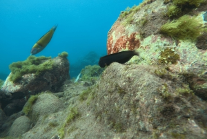 Tenerife: Safari en kayak con snorkel y aperitivos