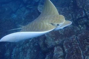 Tenerife: Safari en kayak con snorkel y aperitivos