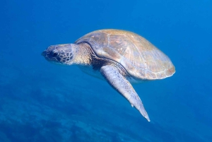 Tenerife: Safari en kayak con snorkel y aperitivos