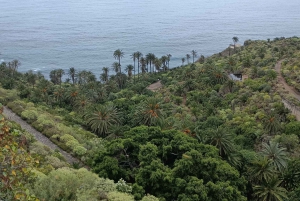 Tenerife: North Coast Landscapes Private Day Tour