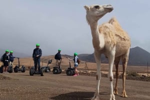 Tiscamanita: tour en Segway, Granja de Aloe Vera y Museo de Molinos
