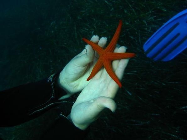 Achilleon Diving Center