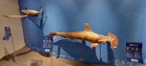 Aquarium of Rhodes