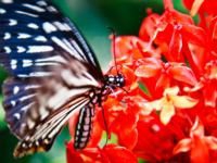 Visit to the Butterfly Park