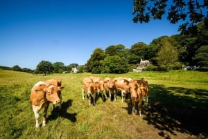 Guernsey: Half-Day Island Shore Excursion Tour