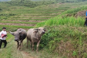 2-Day Sapa Tour - Overnight in Ta Van Village (All in One)