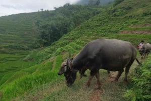 2-Day Sapa Tour - Overnight in Ta Van Village (All in One)