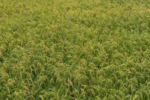 2 dagers naturskjønn tur til Mai Chau Pu Luong naturreservat