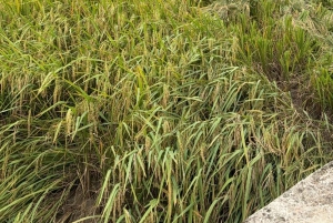 2 dagers naturskjønn tur til Mai Chau Pu Luong naturreservat