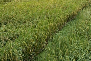 2 dagers naturskjønn tur til Mai Chau Pu Luong naturreservat