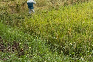 2 dagers naturskjønn tur til Mai Chau Pu Luong naturreservat