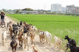 2 dagar i Ninh Binh: Hoa Lu/Bai Dinh- Trang An/Tam Coc- Mua-grottan