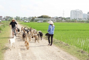 2 dagar i Ninh Binh: Hoa Lu/Bai Dinh- Trang An/Tam Coc- Mua-grottan