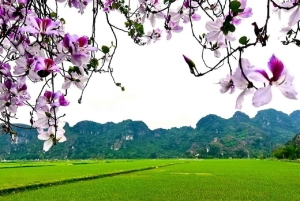 3 päivän Hanoi - Ninh Binh - Halong Bay 6 tähden risteily