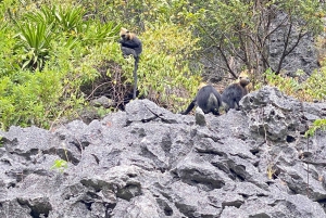Cat Ba: Dagsudflugt med cykling, kajakroning, måltider, billetter