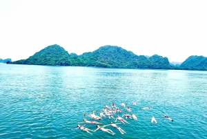 CatBa :3D2N Lan Ha bay-Ha Long bay- Viet Hai Village