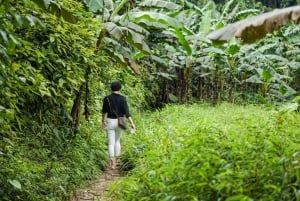 Viagem de 1 dia a Cuc Phuong a partir de Hanói