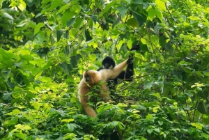 Viaggio privato nella foresta di Cuc Phuong e nella riserva naturale di Van Long