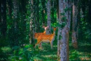 Cuc Phuong National Park And Van Long Day Trip From Hanoi