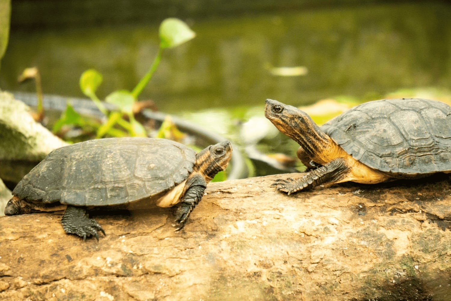 Cuc Phuong National Park Hiking Tour
