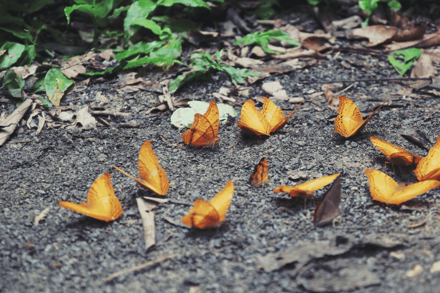 Cuc Phuong National Park Hiking Tour