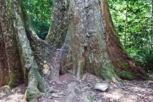 Cuc Phuong National Park Hiking Tour