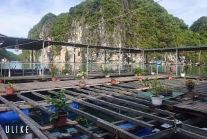 Depuis l'île de Cat Ba : Croisière dans la baie de Bai Tu Long 2D/1N Route tranquille