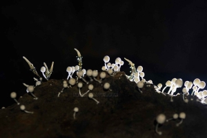 Von Hanoi zur Cha-Loi-Höhle – 3-tägige Tagestour in Quang Binh