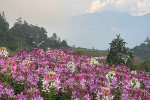 From Hanoi: 2-Day Sapa, Fansipan, and Muong Hoa Valley Tour