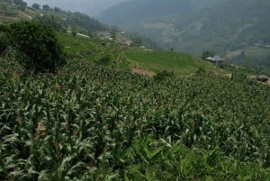 Fra Hanoi: 2-dagers fottur i Sapa med innkvartering og måltider i hjemlandet